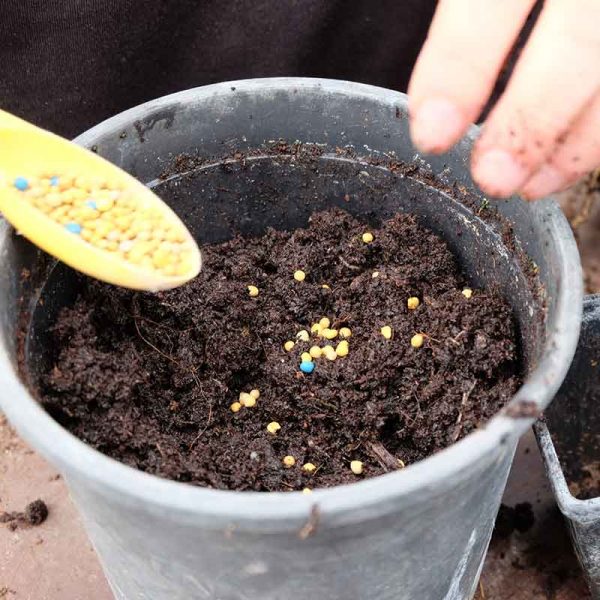 an image of Palm fertiliser in a pot