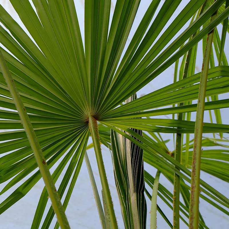 TC07 Himalayan Palm