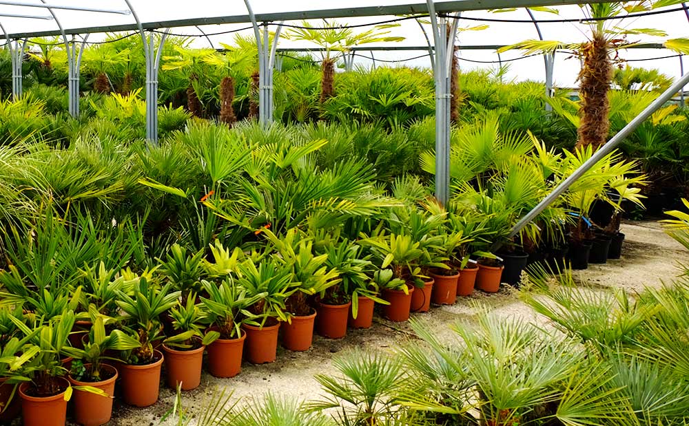 An image of the Palms uk poly tunnell full of healthy Palm trees at various growth stages