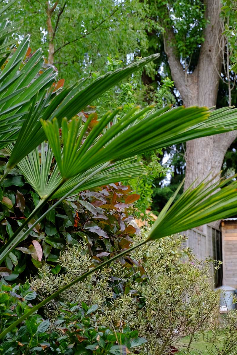 palms in the garden