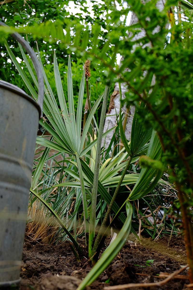 palms otside in the garden