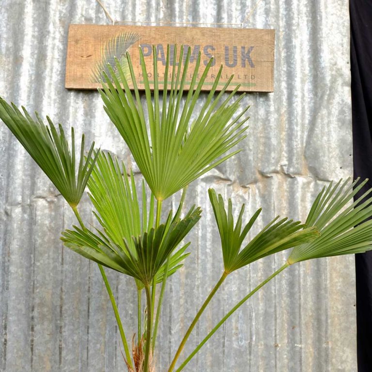 Trachycarpus Wagnerianus (Miniature Chusan Palm) Archives Palms UK