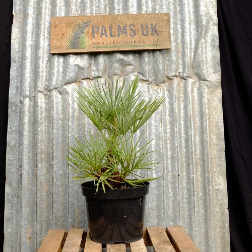 Award winning Hardy Palm Trees for UK Gardens Palms UK Horticultural