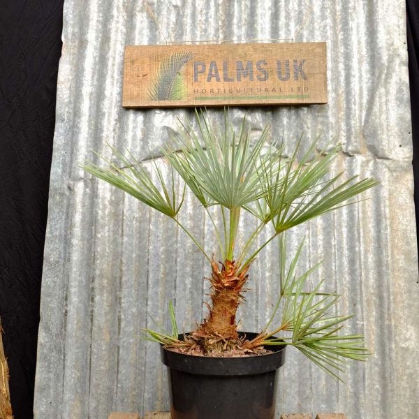 Award winning Hardy Palm Trees for UK Gardens Palms UK Horticultural