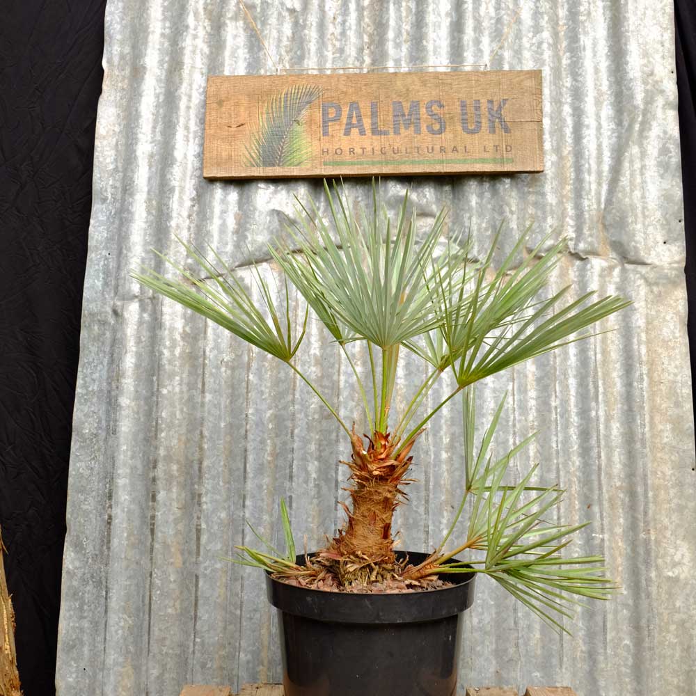 Award winning Hardy Palm Trees for UK Gardens Palms UK Horticultural