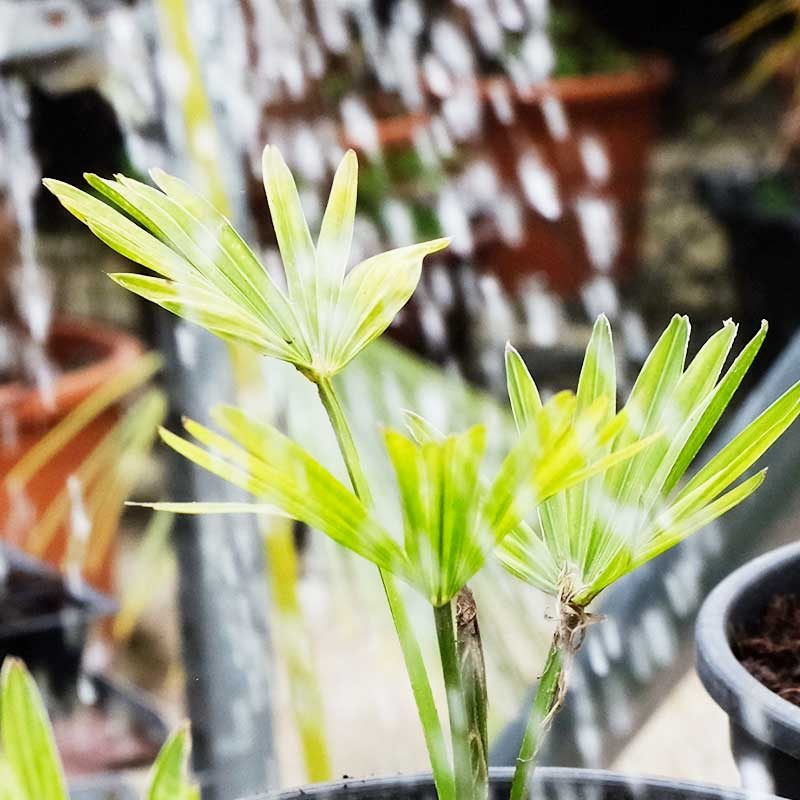 looking after your palm tree