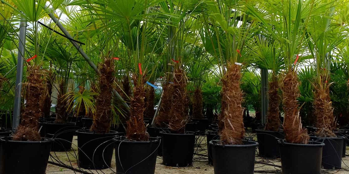 an image of inside the poly tunnel at Palms UK